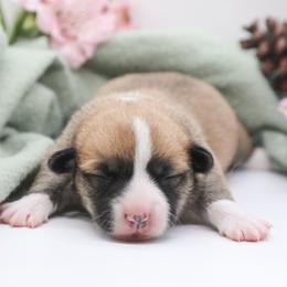 Primrose - Red female Pembroke Welsh Corgi puppy in Plains, Montana from Diamond Corgis