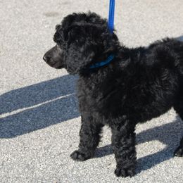 Poodle Puppies from DancingCloud Kennels