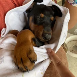 Doberman Pinscher and French Bulldog Puppies from Haus of Hound