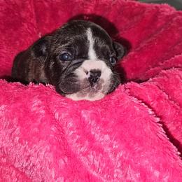 Raven - Brindle and white female French Bulldog puppy in Monterey, Louisiana from McaysKennels