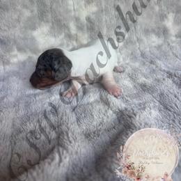 Luna - Dapple female Dachshund puppy in Lufkin, Texas from CSW Dachshunds