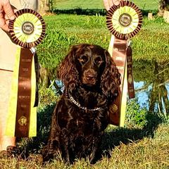 Pennie - Boykin Spaniel