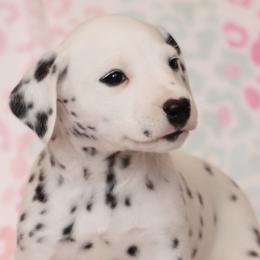 Aspen - Dalmatian puppy in Cottage Grove, Oregon from Hidden Hills Dalmatians