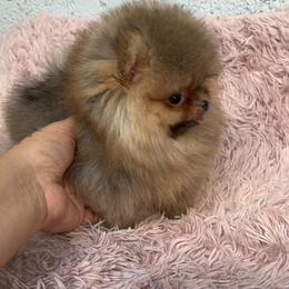 Pomeranian Puppies from Uniquepombabies