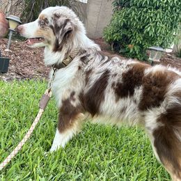Bently - Miniature Australian Shepherd