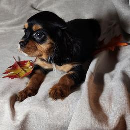 Cavalier King Charles Spaniel Puppies from Willow Creek Cavaliers
