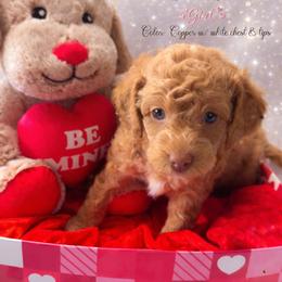 Princess peach - Apricot female Goldendoodle puppy in Reno, Nevada from Darling Doodles