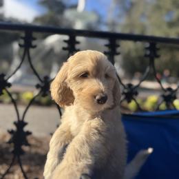 Praline - Cream male Goldendoodle puppy in Tybee Island, Georgia from Castaway Doodles