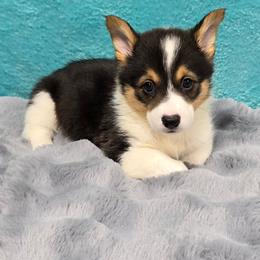 BEANS - Black and tan male Pembroke Welsh Corgi puppy in Walker, Iowa from Double K Corgis