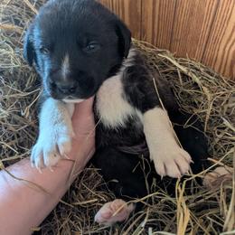 Boy 2- Yellow Boy - Brindle male Anatolian Shepherd Dog puppy in Cleveland, Minnesota from Schmahl Family Farms