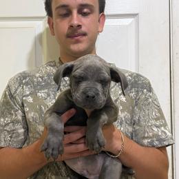 Grey 1 - Gray male Cane Corso puppy in Kaufman, Texas from Phantom Corsos