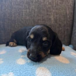 Midnight - Black and cream male Dachshund puppy in Temple, Texas from Brit’s Doxie Crossing