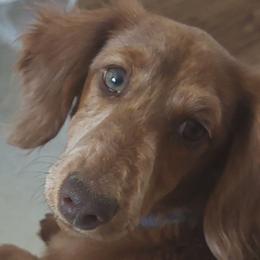 Dachshunds from SW Doxie Hounds