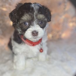 Girl 1 - Black and tan brindle Havapoo puppy in Tropic, Utah from Lady Paws-Kara