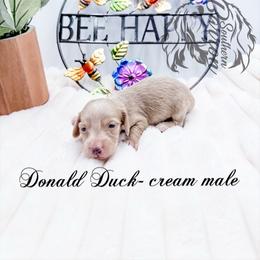 Donald Duck - Cream male Dachshund puppy in Prairieville, Louisiana from Southern Barron Danes & Dachshunds
