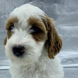 Finn - Parti male Goldendoodle puppy in Travelers Rest, South Carolina from Bailey Mountain Doodles