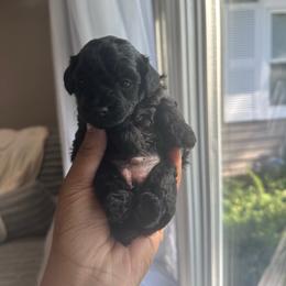 Nara - Black female Poodle puppy in Matteson, Illinois from Chitownpupz