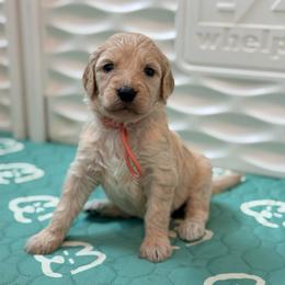 Joy - Cream female Goldendoodle puppy in Houston, Texas from Were The Mack'Doodles