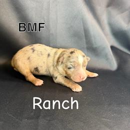 Ranch - Blue merle female Toy Australian Shepherd puppy in Medical Lake, Washington from MAS Gone Rogue
