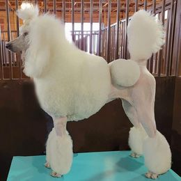 Poodles from Kasora Poodles