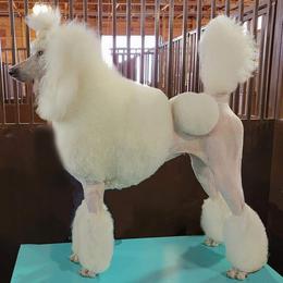 Poodles from Kasora Poodles