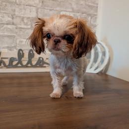 Shih Tzu puppies from Morgan's Shih Tzus