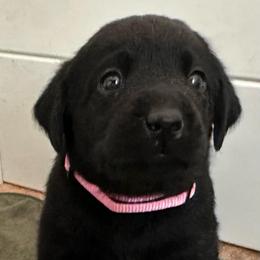 Opal - Black female Labrador Retriever puppy in Rock Hill, South Carolina from North Star Retrievers