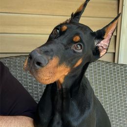 Doberman Pinscher Puppies from JM Dobermans