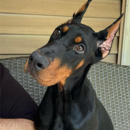 Doberman Pinscher Puppies from JM Dobermans