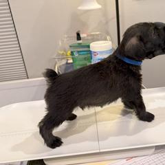 Standard Schnauzer Puppies from Dragos Kennel