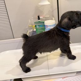 Standard Schnauzer Puppies from Dragos Kennel