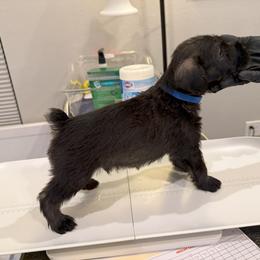 Standard Schnauzer Puppies from Dragos Kennel