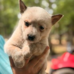 Handsome red male - Red speckled male Australian Cattle Dog puppy in Scurry, Texas from RedHorizon AKC Australian Cattle Dogs (Heelers)