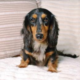 Java - Dachshund
