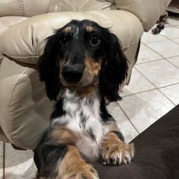 Dachshund All Grown Up from Lone Star Longhair Dachshunds