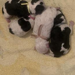 Boy 1 - Parti male Poodle puppy in Haddam, Kansas from Golden B Acres