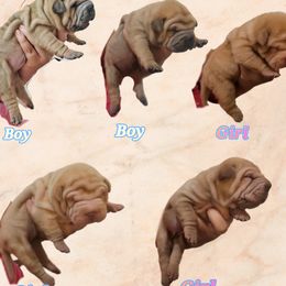 Chinese Shar-Pei puppies from Cashmerewrinkles