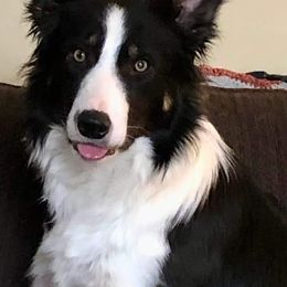 Border Collie All Grown Up from BCX Stockdogs