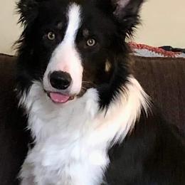 Border Collie All Grown Up from BCX Stockdogs