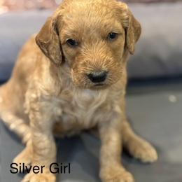 Silver Girl - Apricot female Goldendoodle puppy in Colorado Springs, Colorado from Pikes Peak Doodles