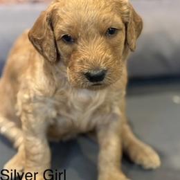 Silver Girl - Apricot female Goldendoodle puppy in Colorado Springs, Colorado from Pikes Peak Doodles