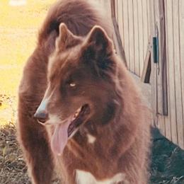 Makio - Siberian Husky