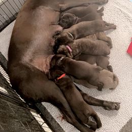 Cane Corso Puppies from Rock Creek Cane Corso