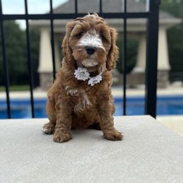 White Collar - Red female Australian Labradoodle puppy in Chesterfield, Virginia from South River Doodles
