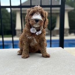 White Collar - Red female Australian Labradoodle puppy in Chesterfield, Virginia from South River Doodles