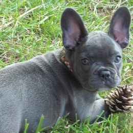 French Bulldogs from Hidden Creek French Bulldogs