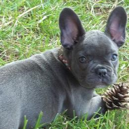 French Bulldogs from Hidden Creek French Bulldogs
