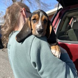 Basset Hound Puppies from Dretzka’s Blessed Basset Hounds