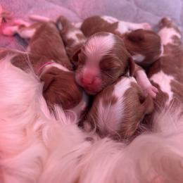 Jo - Blenheim female Cavalier King Charles Spaniel puppy in Seymour, Missouri from Country View Cavaliers