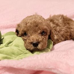 Ollie - Apricot male Goldendoodle puppy in Centralia, Missouri from Oodles Of Doodles Mo.